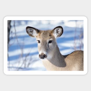 Young Deer with amazing eyes. Sticker